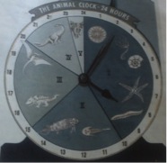 Animal clock